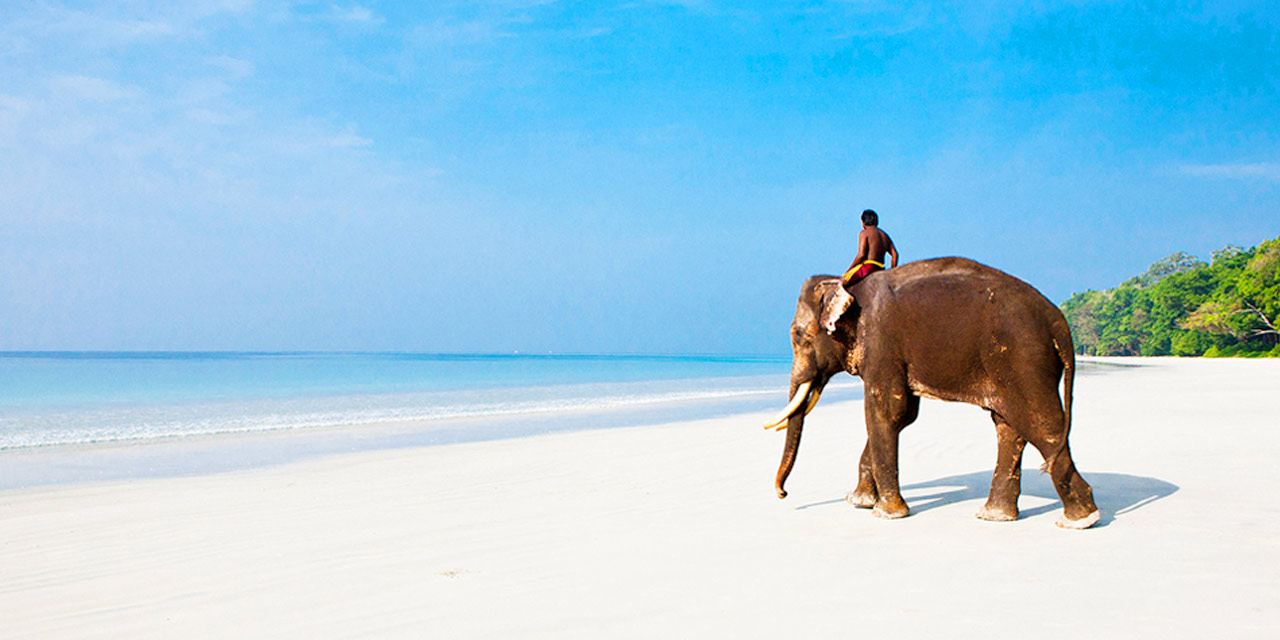 images/Elephant1.jpg