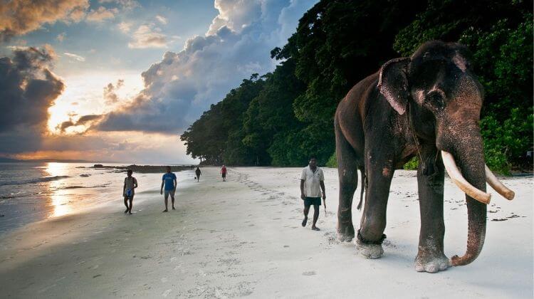  images/Elephant4.jpg