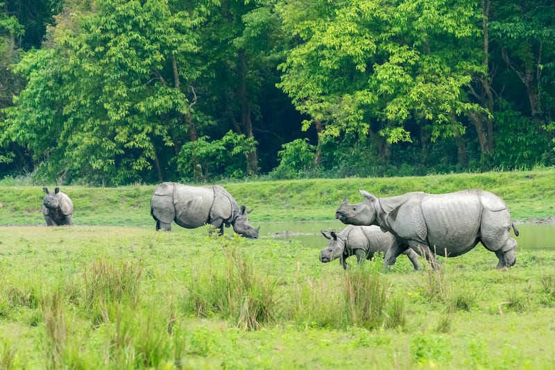 images/Kaziranga1.jpg