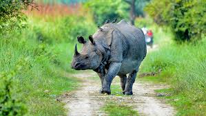 images/Kaziranga3.jpeg