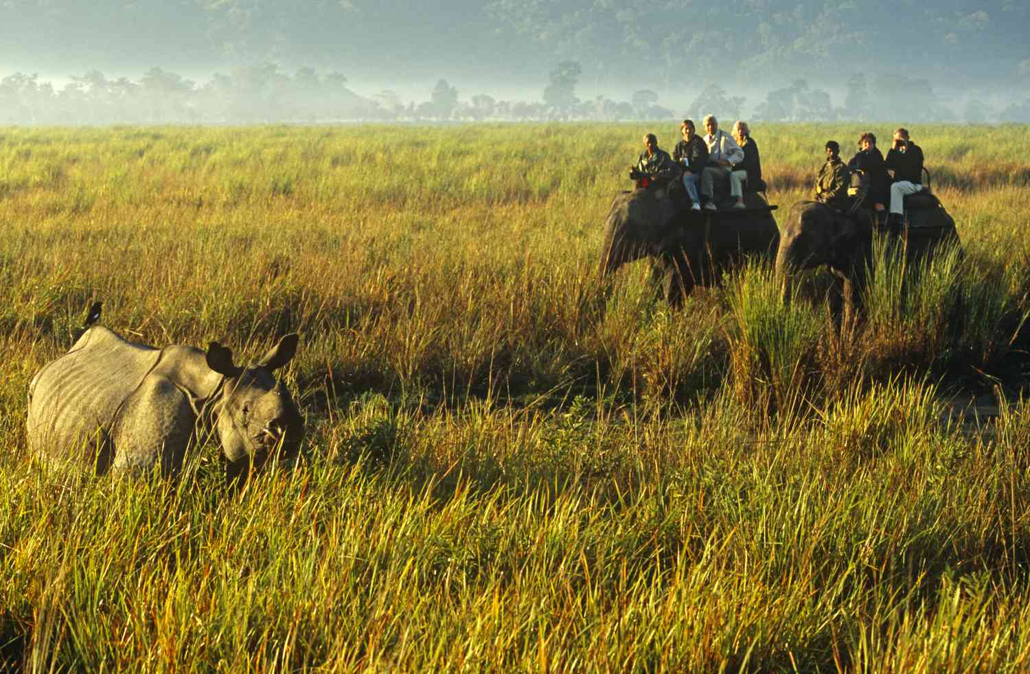 images/Kaziranga4.jpg