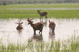 images/Kaziranga5.jpeg