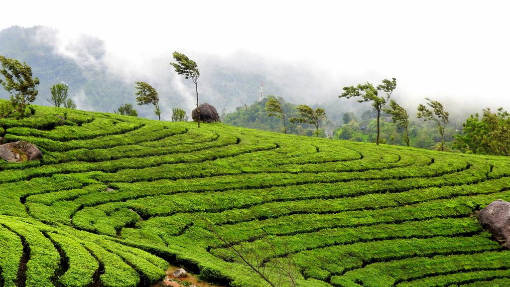 images/Wayanad-1.jpg