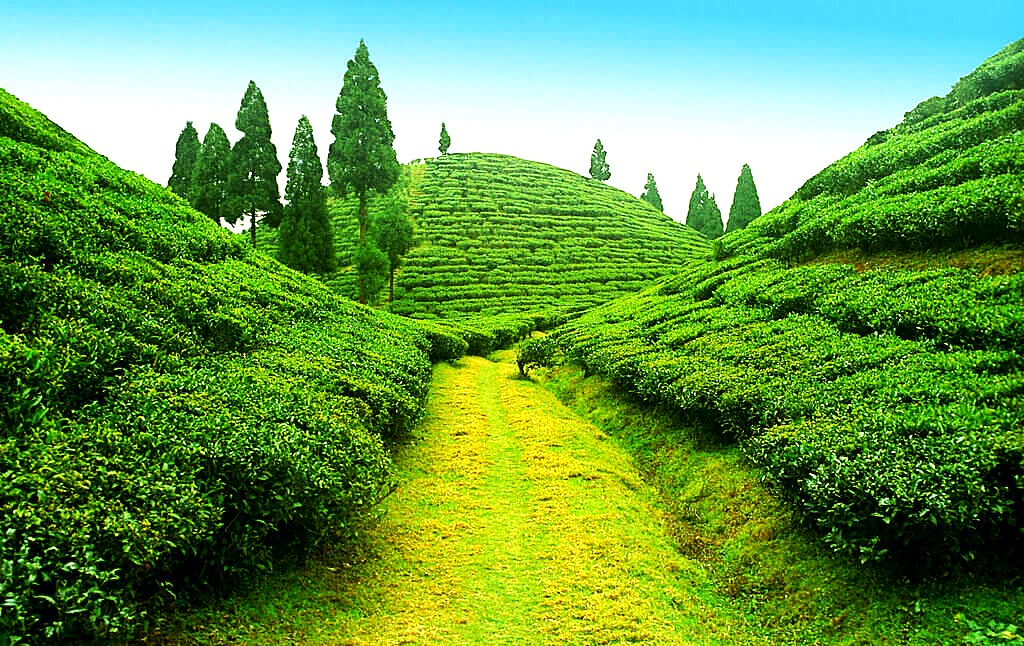  images/darjeeling-tea-garden.jpg