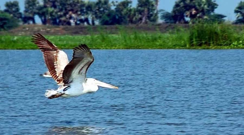 images/kolleru-lake-4.jpg