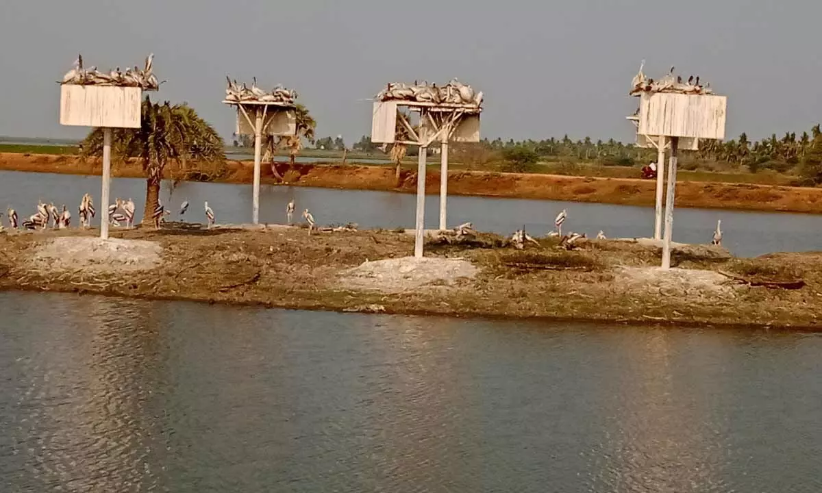  images/kolleru-lake-5.jpeg