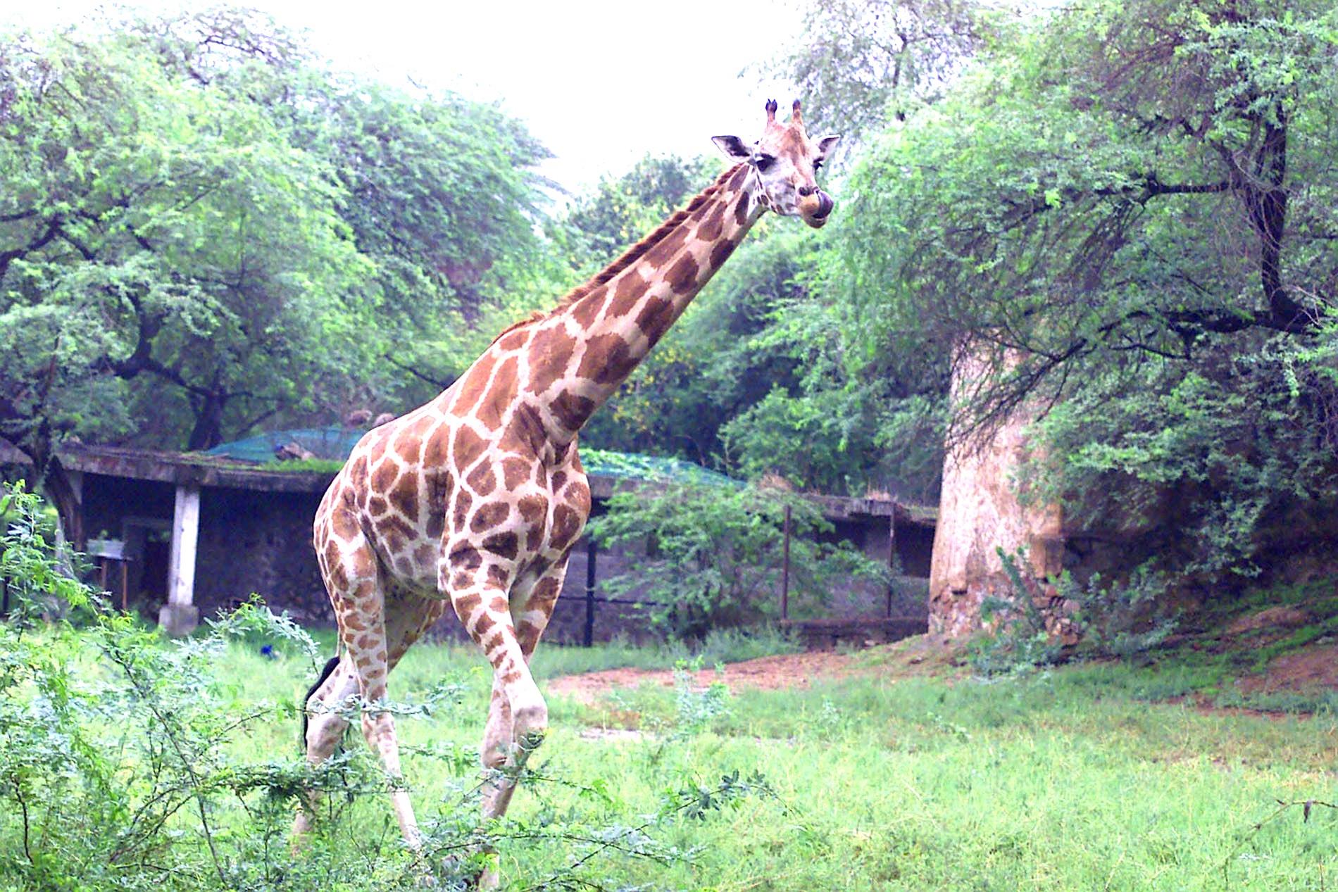  images/national-zoological-park-delhi-4.jpg