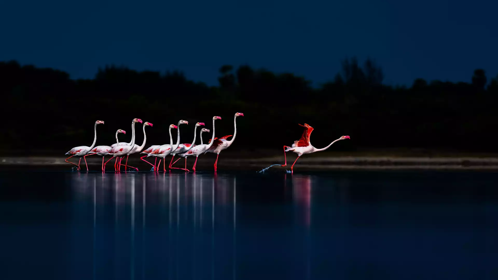  images/pulicat-lake-2.jpg