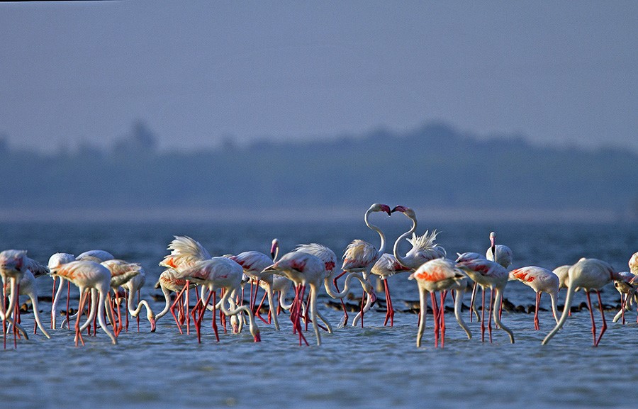 images/pulicat-lake-4.jpg