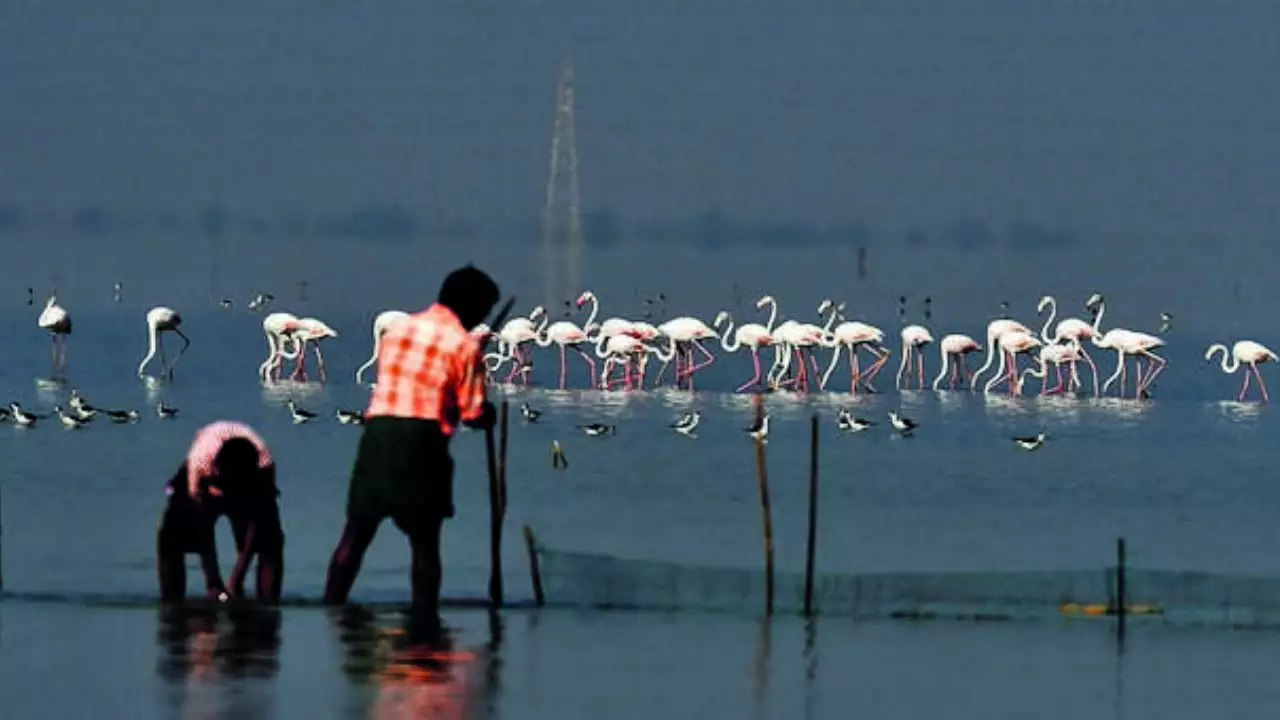images/pulicat-lake-5.jpg